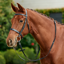 Dublin Flat Cavesson Bridle - Black