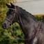 Dublin Padded Cavesson Bridle - Brown