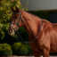 Dublin Padded Mono Crown Fancy Stitch Grackle Bridle - Black
