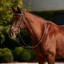 Dublin Padded Mono Crown Fancy Stitch Grackle Bridle - Brown