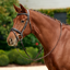 Dublin Padded Mono Crown Flash Bridle - Brown