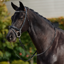 Dublin Padded Mono Crown Patent Flash Bridle - Black