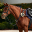 Dublin 5-Point Event Breastplate - Black