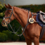 Dublin 5-Point Event Breastplate - Brown