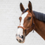Grooming Deluxe Rope Halter - Brown