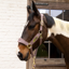 Kentucky Velvet Headcollar - Light Purple