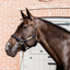 Kentucky Nylon Anatomic Halter - Navy