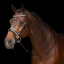 HV Polo Legacy Deluxe Bridle - Black/White