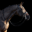 HV Polo Legacy Deluxe Weymouth Bridle - Black