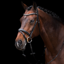HV Polo Legacy Bridle - Black