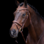 HV Polo Legacy Bridle - Brown
