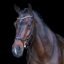 HV Polo Legacy Anatomical Deluxe Bridle - Black