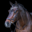 HV Polo Legacy Anatomical Deluxe Bridle - Chocolate Brown