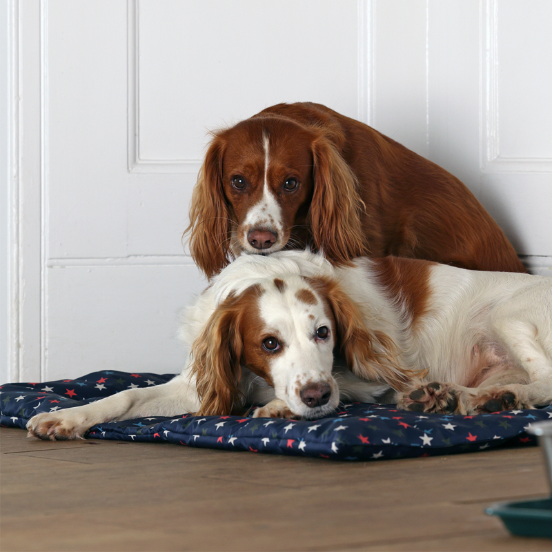 Shires Digby and Fox Waterproof Padded Dog Bed - Star-4