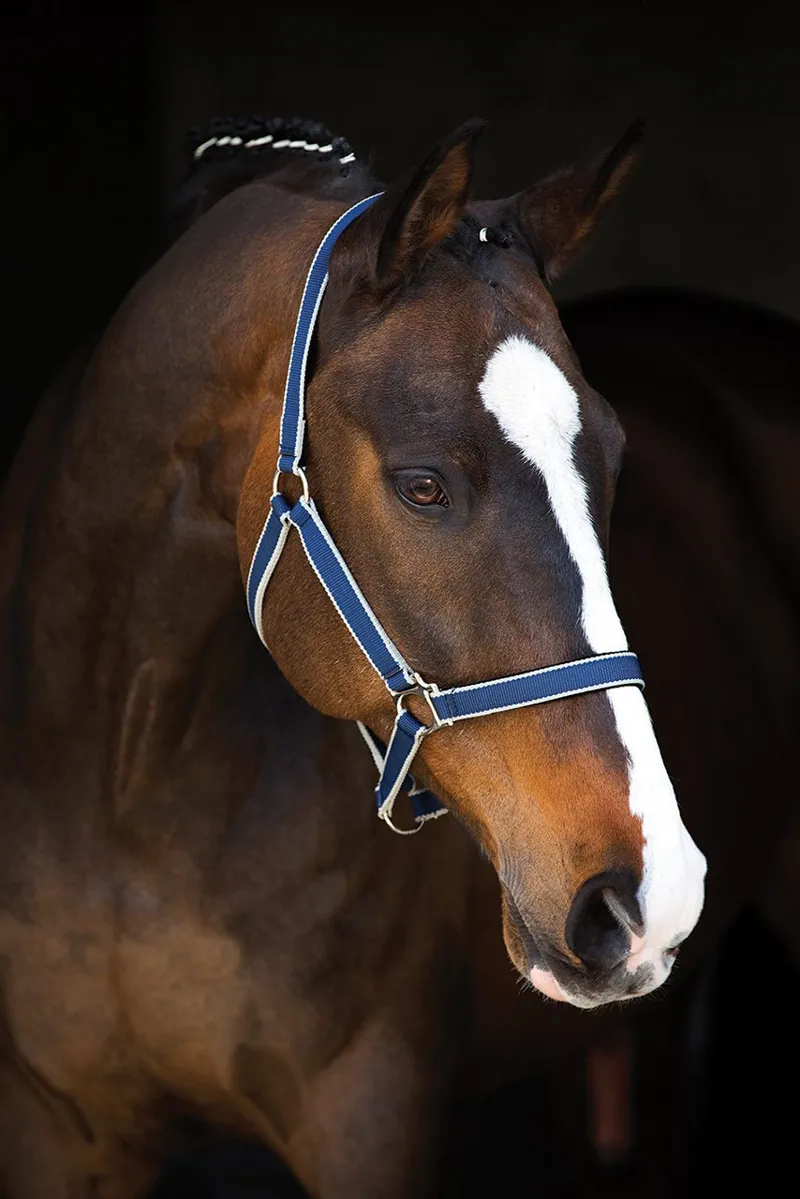 Amigo Headcollar  