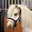 HV Polo Sacha Headcollar - Black