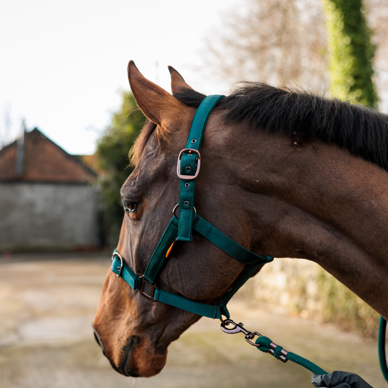 Cameo Suede Padded Headcollar - Evergreen-3