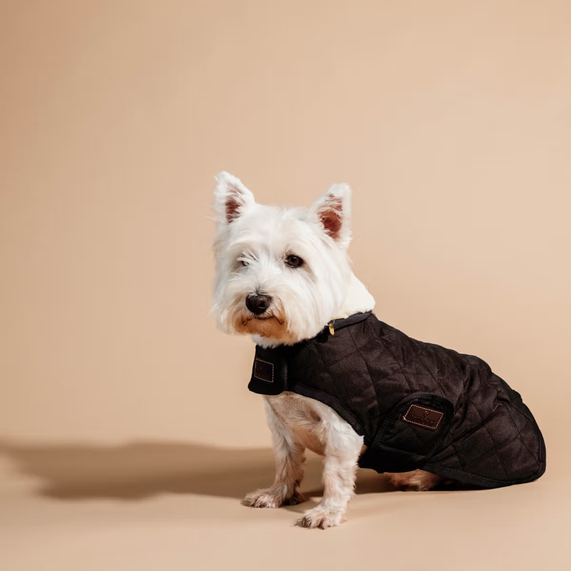 Kentucky Original Dog Coat - Brown-3