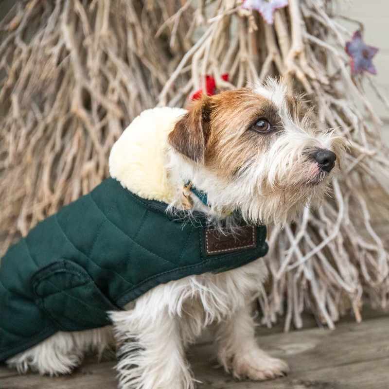 Kentucky Original Dog Coat - Dark Green-2