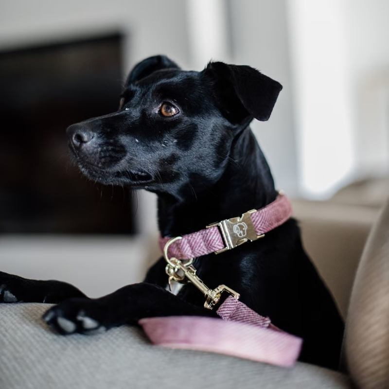 Kentucky Wool Dog Collar - Pink-1