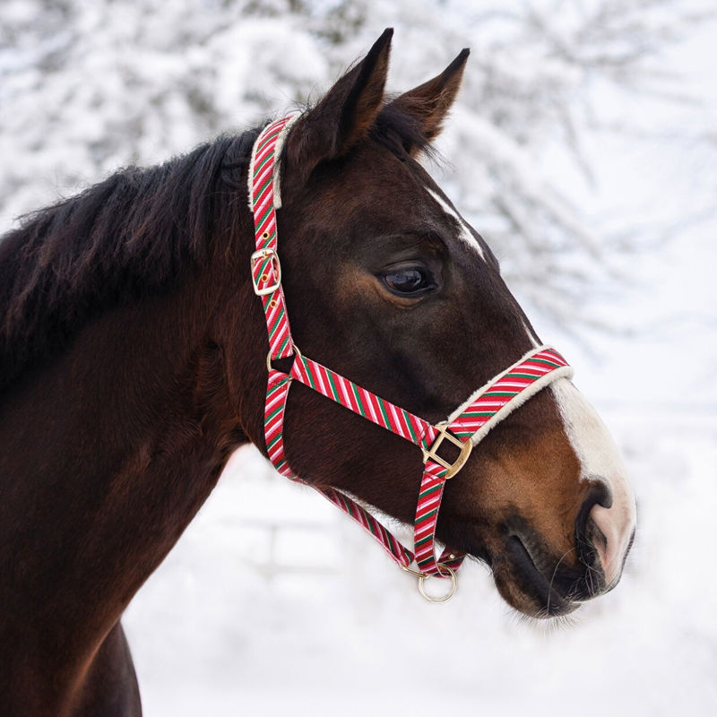 QHP Christmas Headcollar - Jolly Stripe