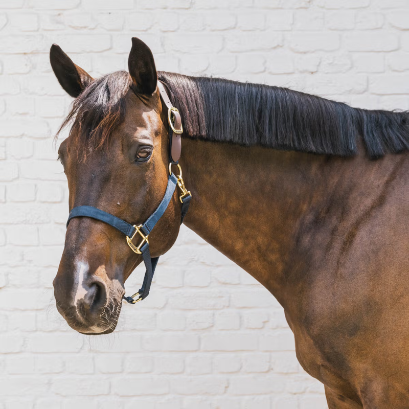 Kentucky Nylon Breakaway Headcollar - Navy-1