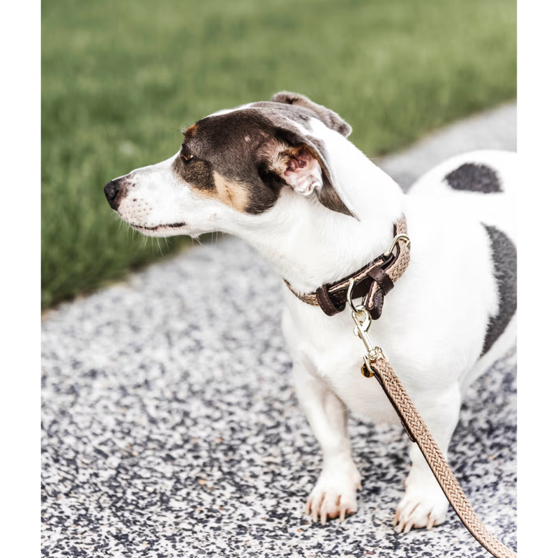 Kentucky Plaited Nylon Dog Lead 2M - Beige-1