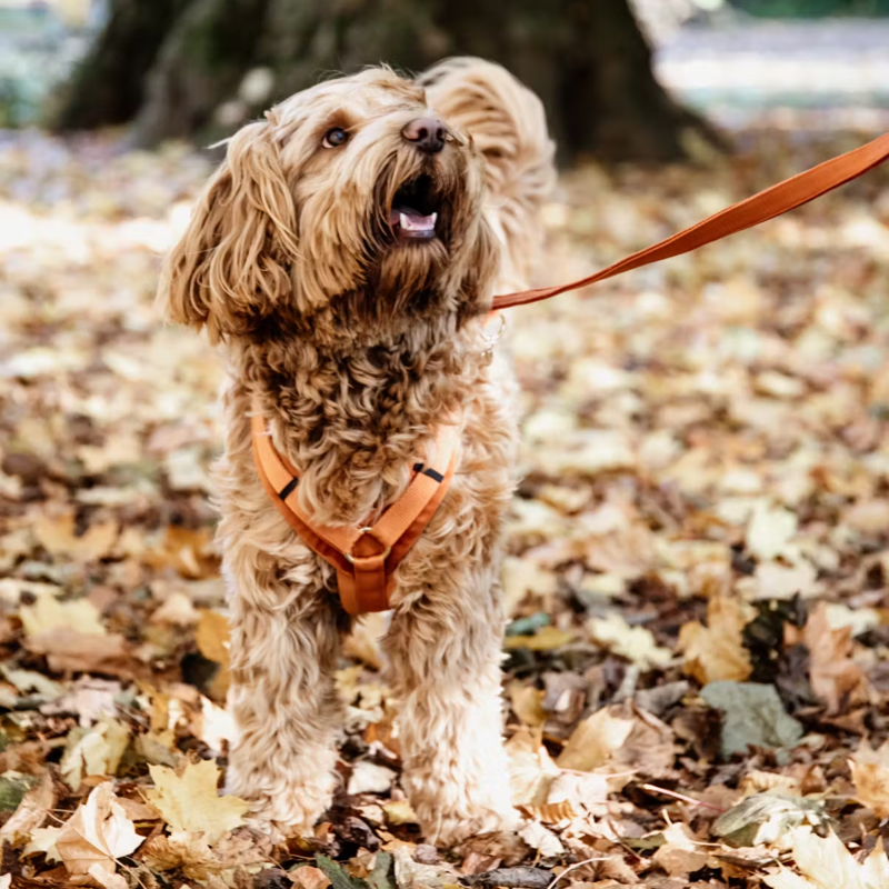 Kentucky Velvet Dog Lead 2m - Orange-1