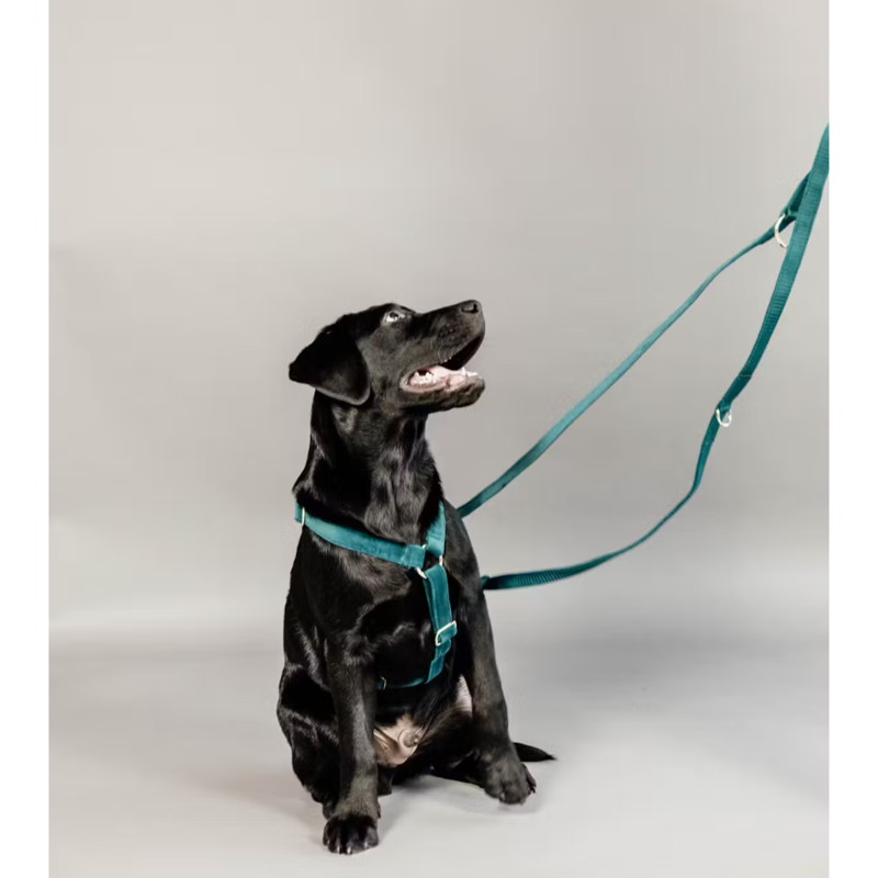 Kentucky Velvet Dog Lead 2m - Emerald-1