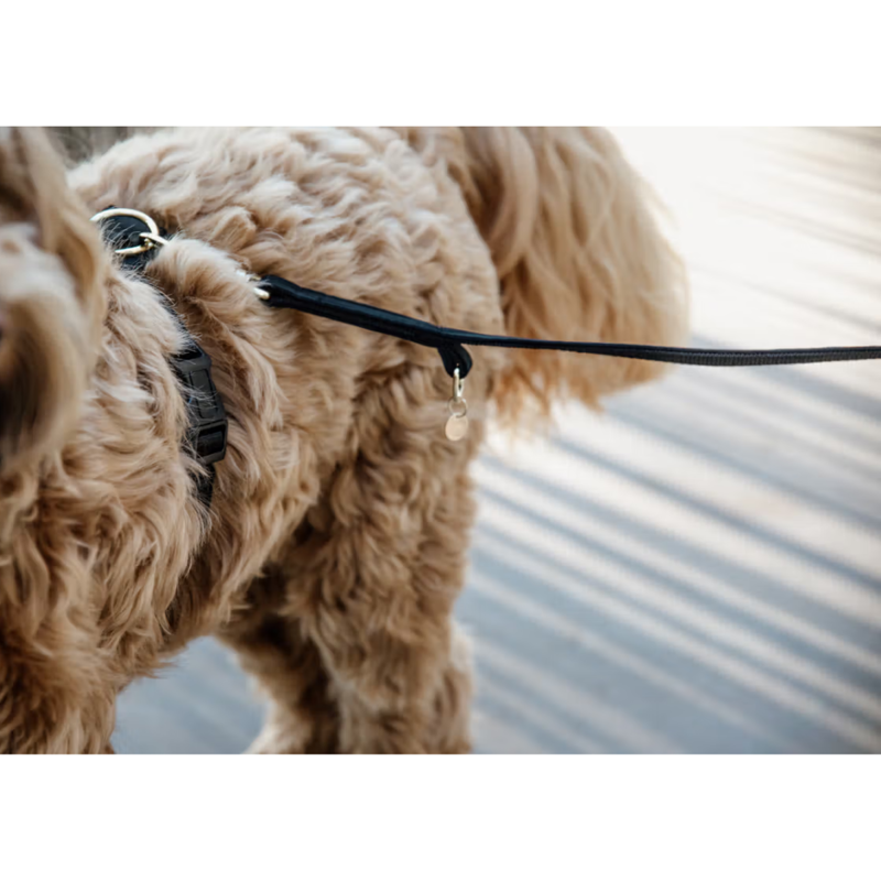 Kentucky Velvet Dog Lead 2m - Black-1