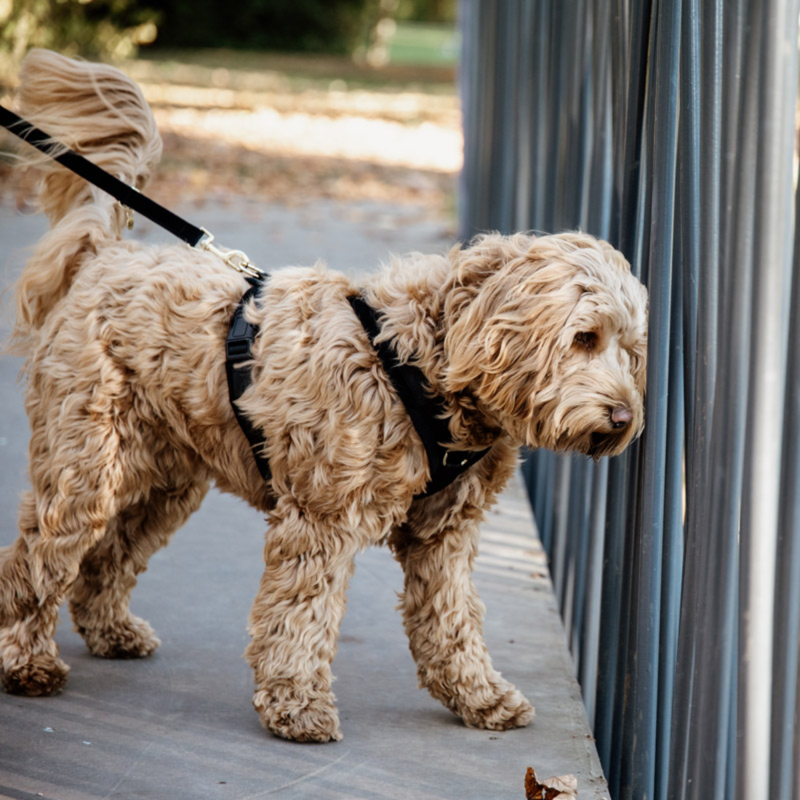 Kentucky Active Velvet Dog Harness - Black-3