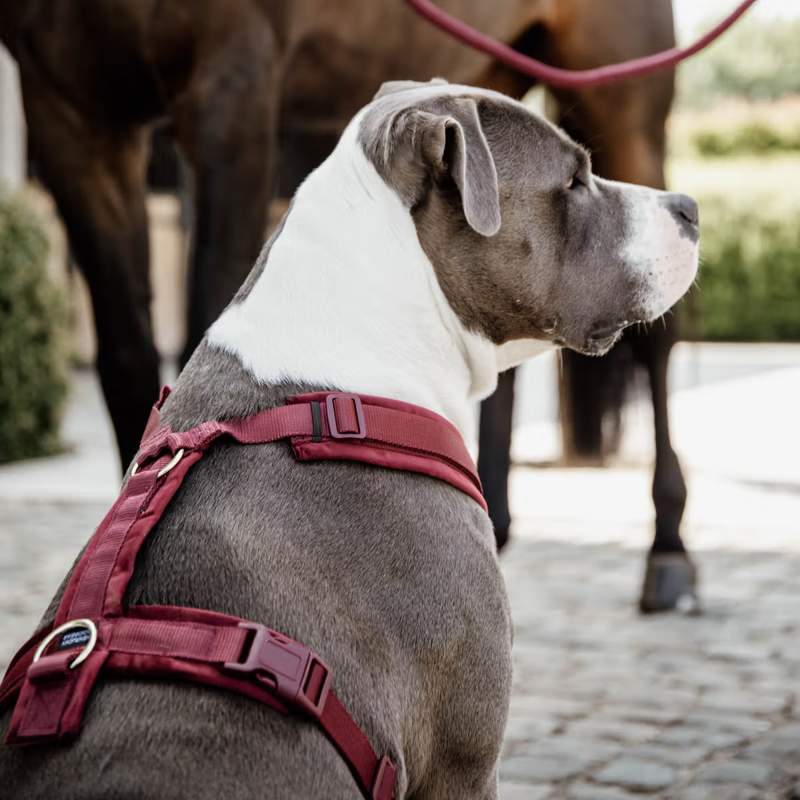 Kentucky Active Velvet Dog Harness - Bordeaux-1
