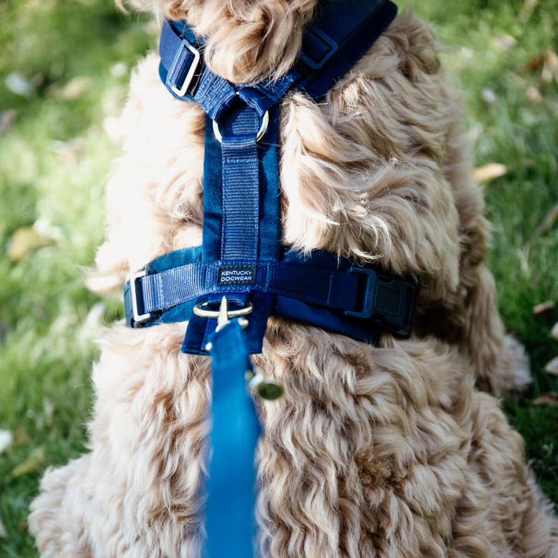 Kentucky Active Velvet Dog Harness - Navy-3