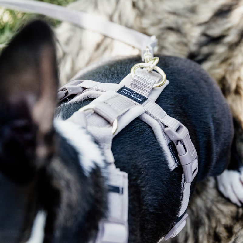 Kentucky Active Velvet Dog Harness - Beige-1