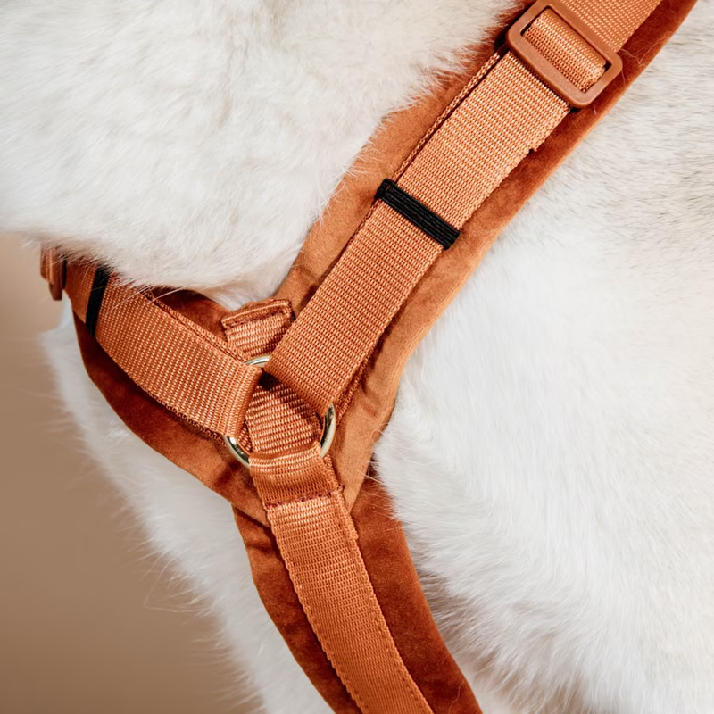 Kentucky Active Velvet Dog Harness - Orange-2