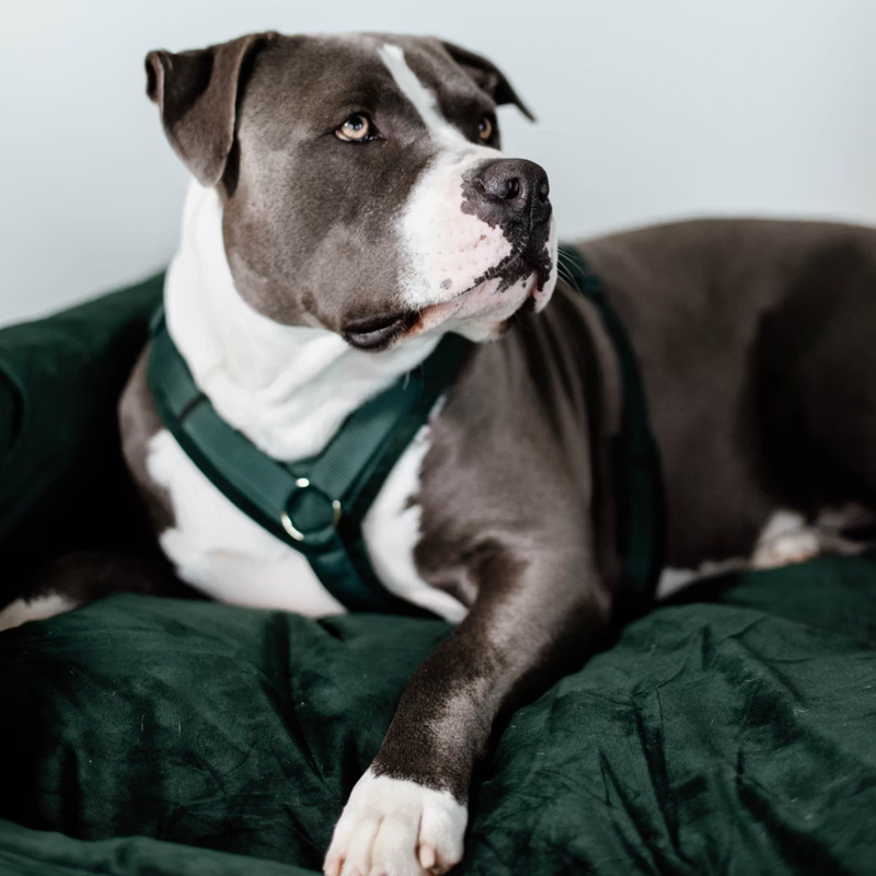 Kentucky Active Velvet Dog Harness - Pine Green-1