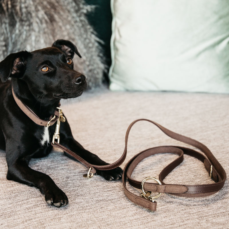 Kentucky Velvet Leather Dog Collar - Brown-3