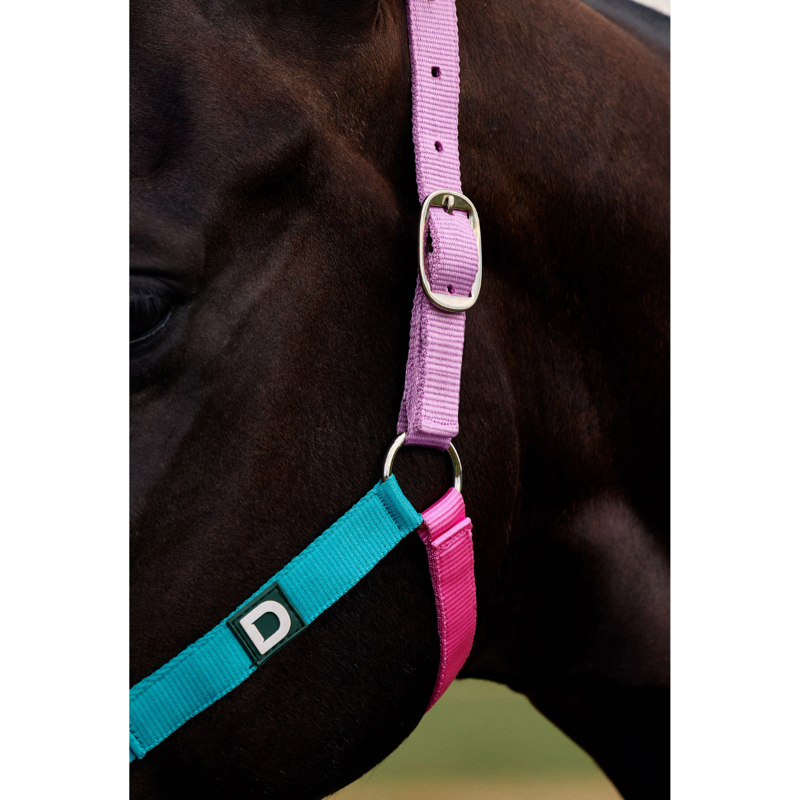 Dublin Everyday Headcollar - Blue/Pink/Purple-1