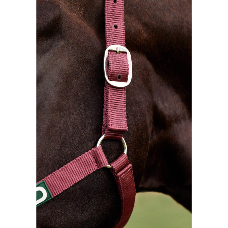 Dublin Everyday Headcollar - Burgundy-1