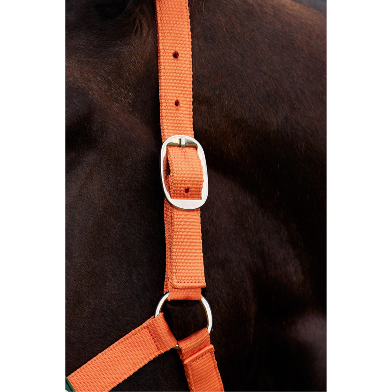 Dublin Everyday Headcollar - Orange-1