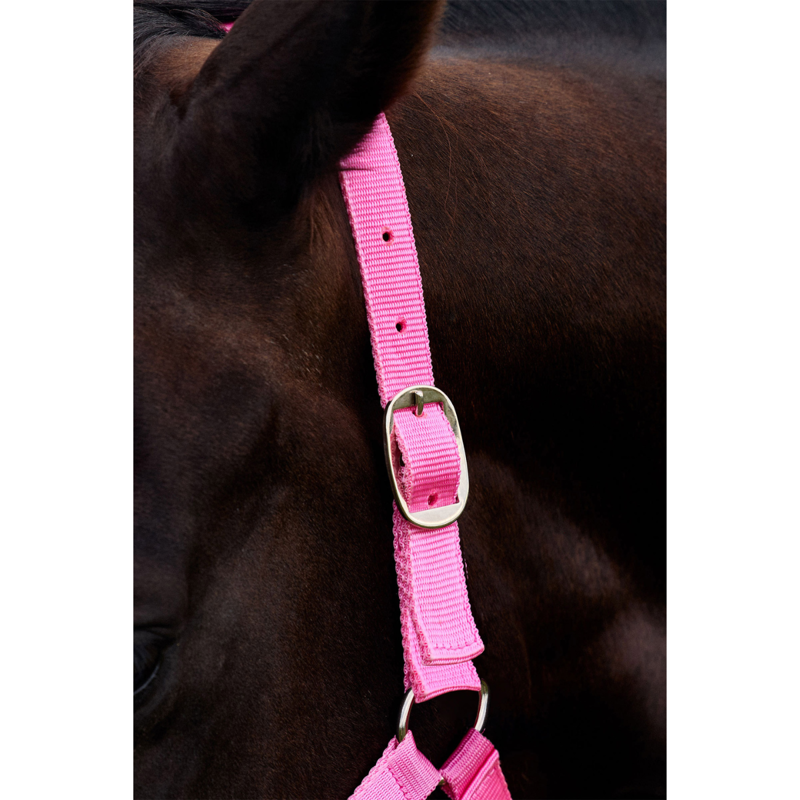 Dublin Everyday Headcollar - Pink-1