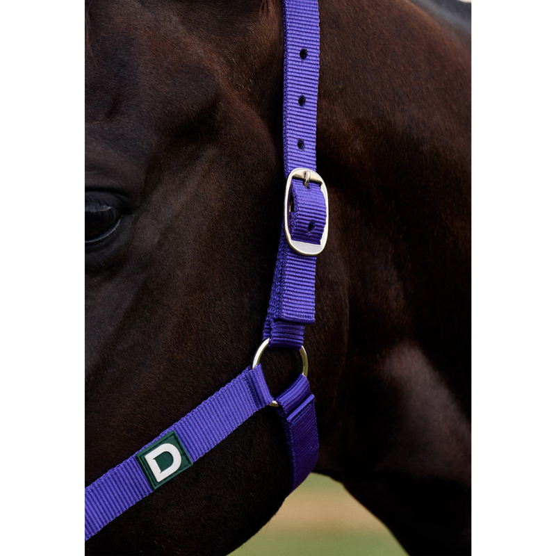 Dublin Everyday Headcollar - Purple-2