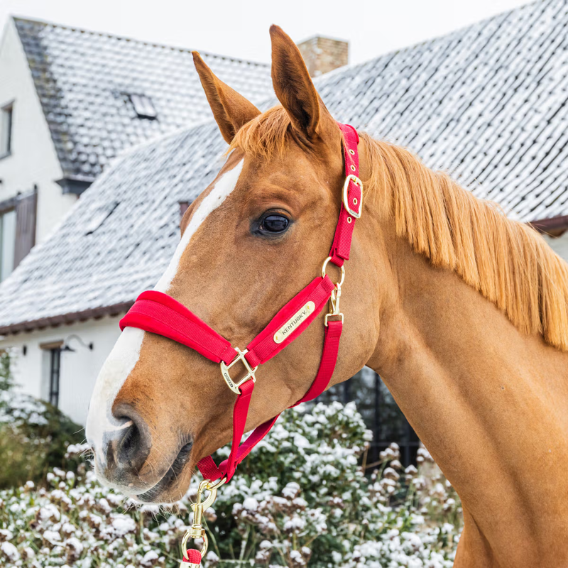 Kentucky Velvet Headcollar - Red-1