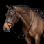 HV Polo Legacy Martingale - Chocolate Brown