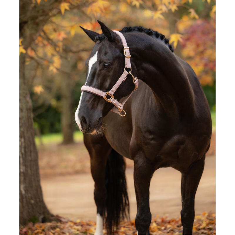 LeMieux Essence Headcollar - Wild Rose-1