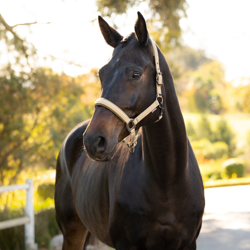 LeMieux Essence Headcollar - Pear-1