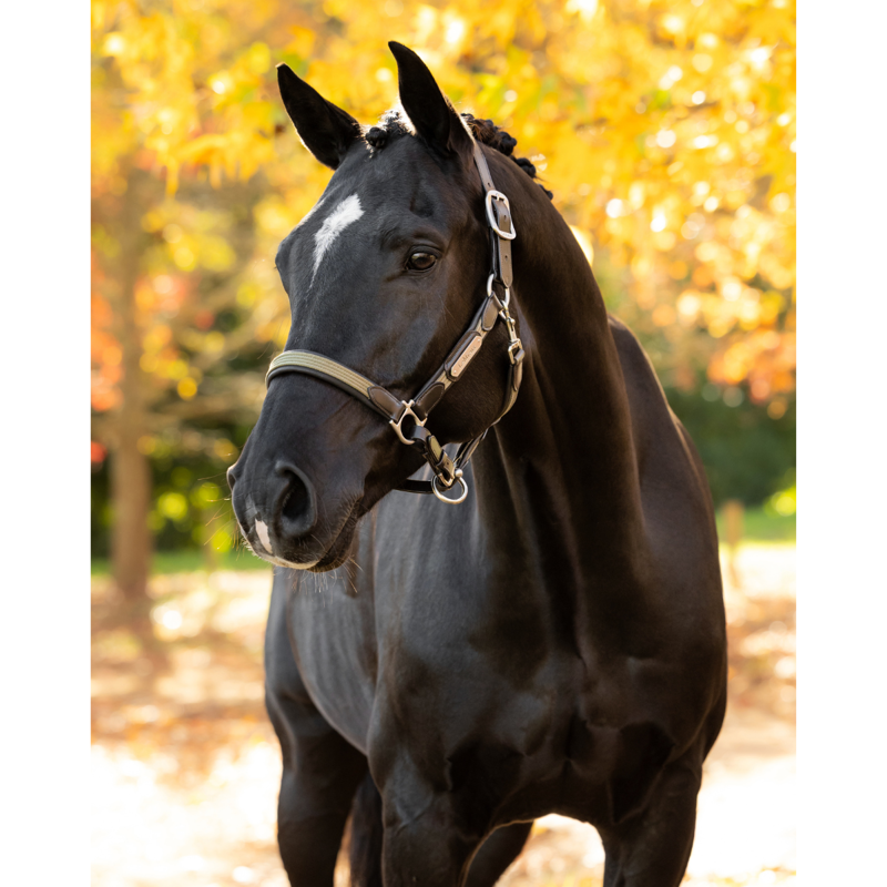 LeMieux Capella Headcollar - Willow Green-1