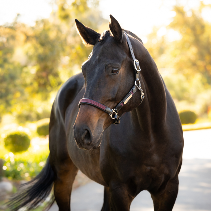 LeMieux Capella Headcollar - Bramble-1