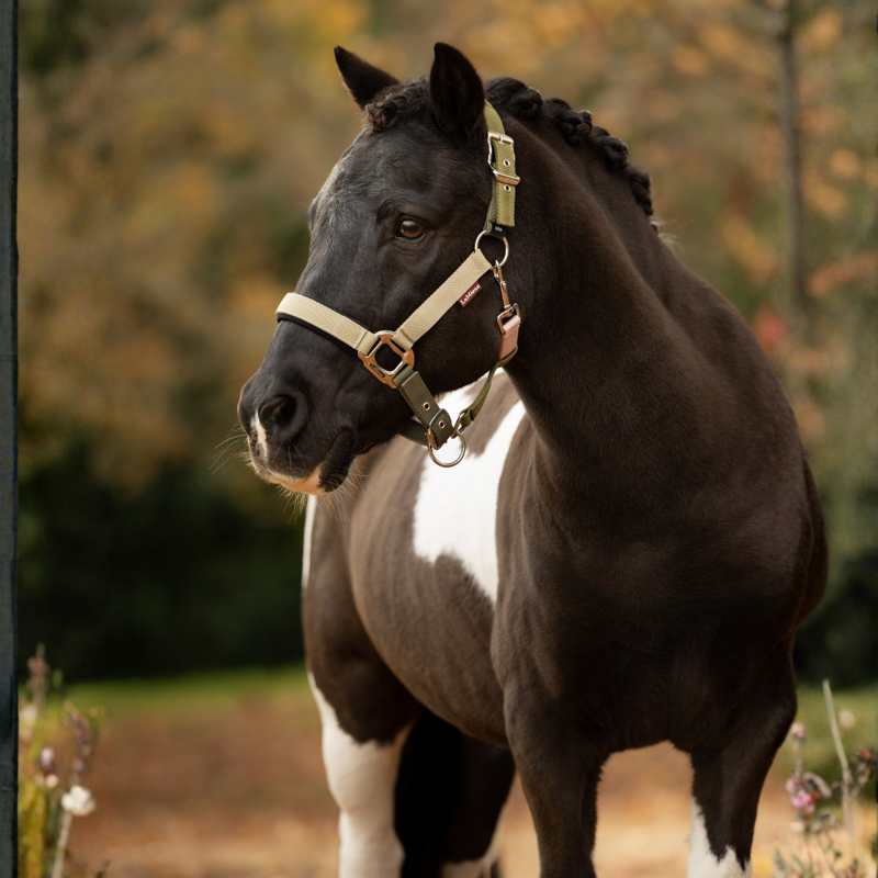 LeMieux Medley Headcollar - Gooseberry/Pear/Petal-1