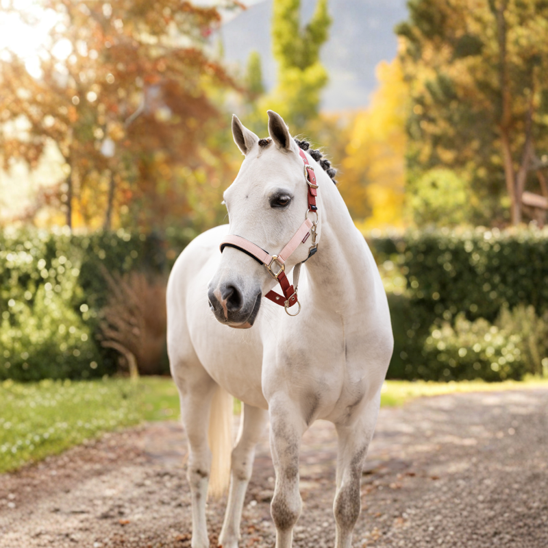 LeMieux Medley Headcollar - Spiced Earth/Petal/Aloe-1